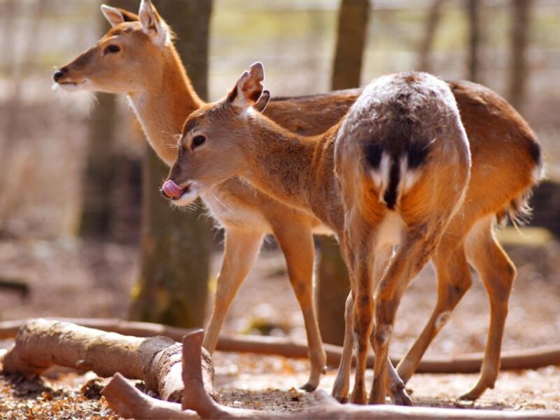 Erfurt: Erfurt Zoo Entry Ticket - Zoo Location and Overview