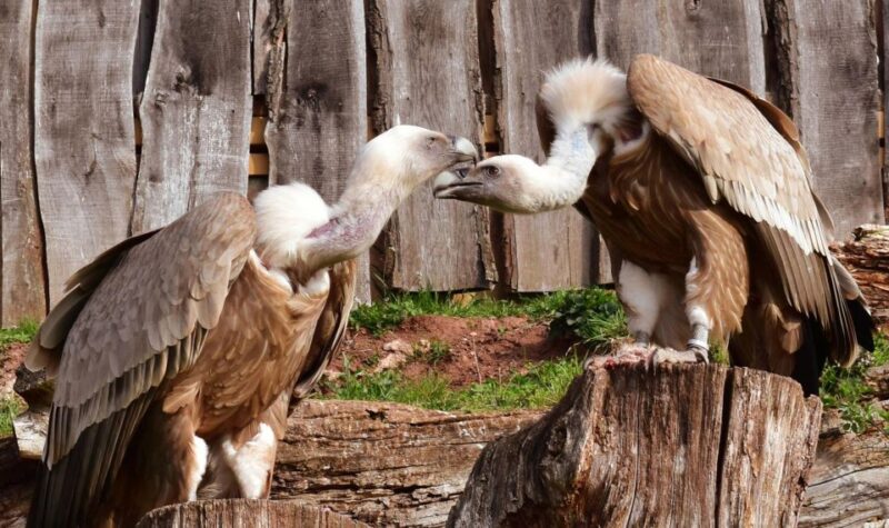 Erfurt: Erfurt Zoo Entry Ticket - Family-Friendly Attractions