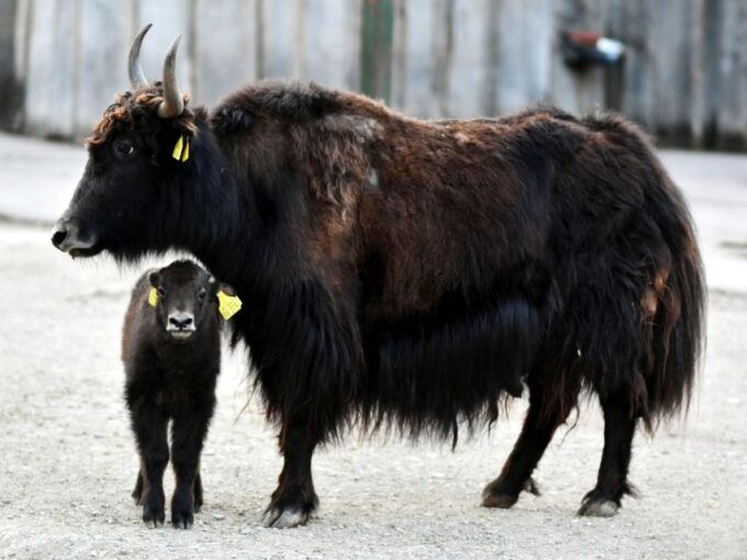Erfurt: Erfurt Zoo Entry Ticket - Frequently Asked Questions