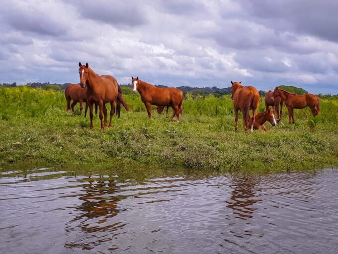 Escaroupim: 1 Hour Boat Trip, Guided Tour - Booking Options