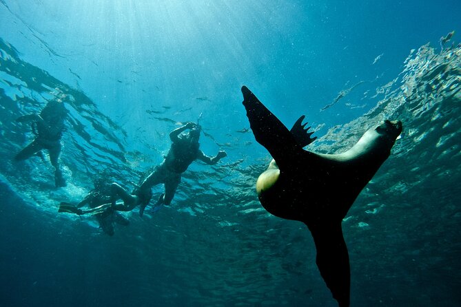Espiritu Santo Island Combo: Sea Lions and Paddleboard 1 to 6 Private Group - Included Meals and Beverages