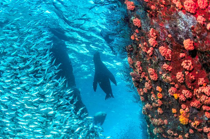 Espiritu Santo Island Snorkel & Sea Lion Adventure - Meeting Point and Pickup