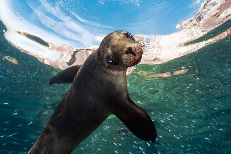 Espiritu Santo Island: Snorkeling Sea Lion Adventure - Itinerary Highlights