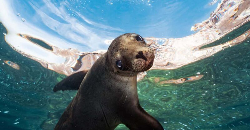 Espiritu Santo Island: Snorkeling Sea Lion Adventure - Included Amenities