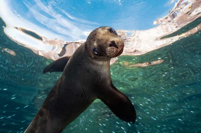 Espiritu Santo Island: Snorkeling Sea Lion Adventure - Booking Information