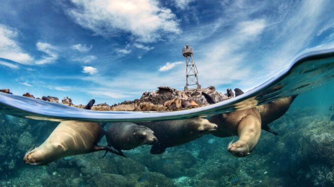 Espiritu Santo Island: Snorkeling Sea Lion Adventure - Frequently Asked Questions
