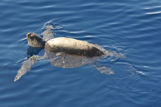 Espiritu Santo Island Tour - Sustainability Efforts