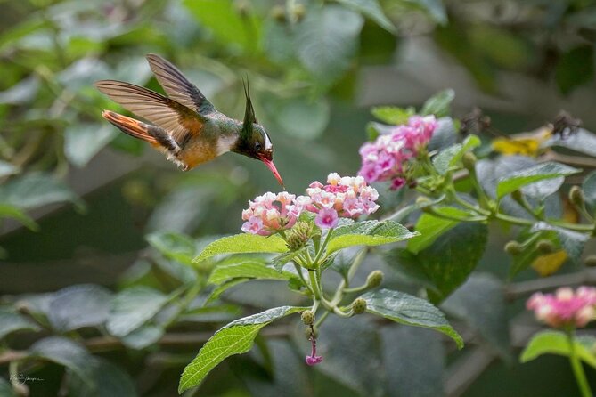 Esquipulas Rainforest - Private Birding - Fully Customizable Tour - Whats Included