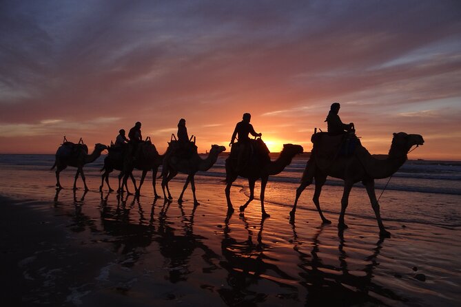 Essaouira 1 Hour Discovery Ride on the Back of a Camel - Reviews and Ratings