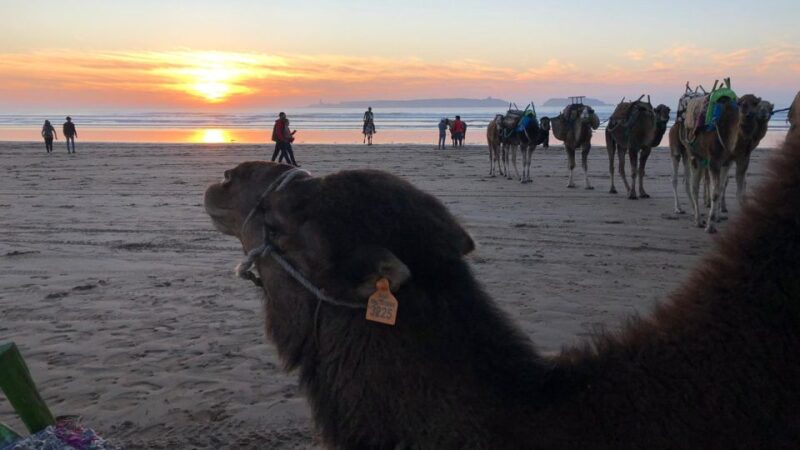 Essaouira: 1 Hour Quad Bike Tour and 1 Hour Dromedary Ride - Experience Highlights