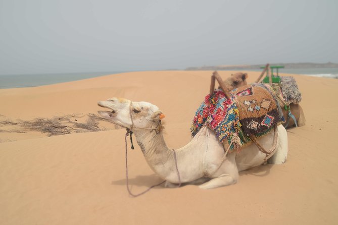 Essaouira 2-Hour Camel Adventure Ride - Cultural Immersion Experience