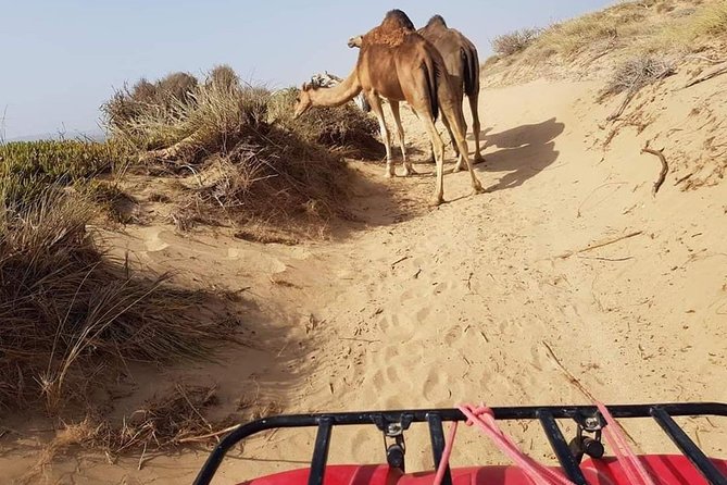 Essaouira: 2h/Quad+1h/Dromedary Ride Free Transfer - Cancellation and Booking Information