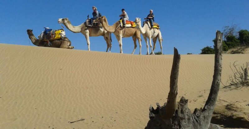 Essaouira: 3-Hour Dromedary Ride and Berber Tent Overnight - Dining and Meals