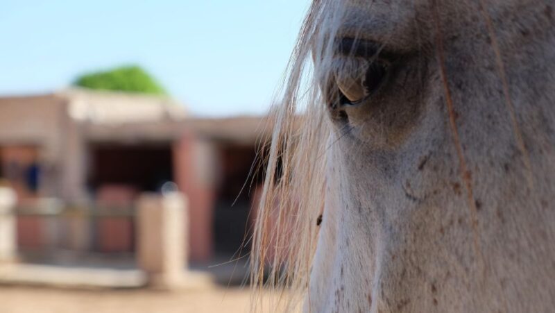Essaouira: 3-Hour Horse Ride and Berber Tent Overnight - Cultural Immersion in Berber Tent