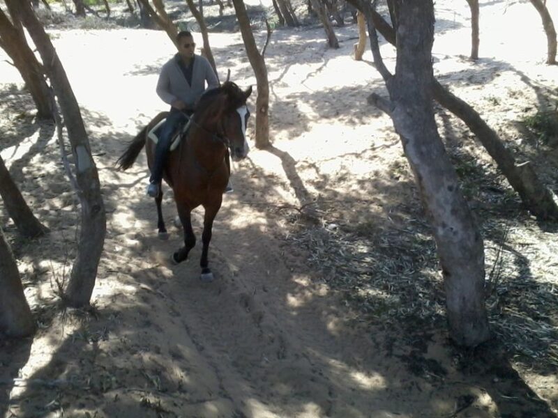 Essaouira: 3-Hour Horseback Ride - Horses and Riding