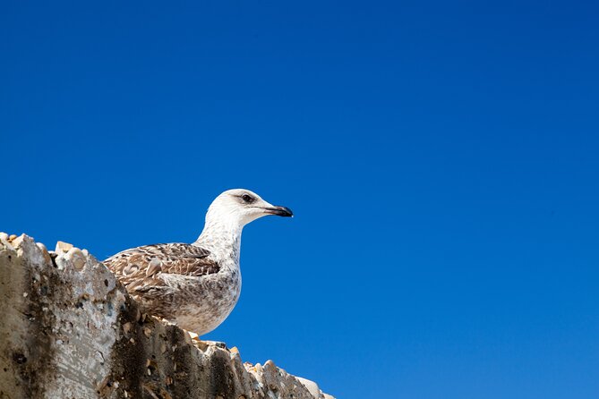 Essaouira Coast Day Trip From Marrakech - Scenic Coastal Views