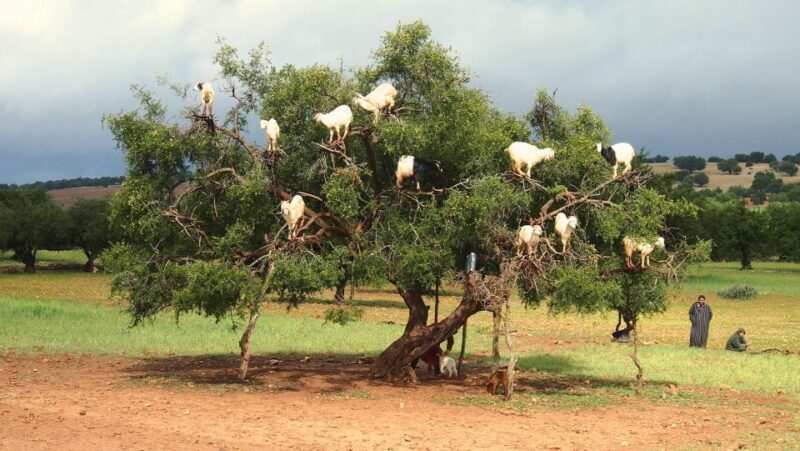 Essaouira Coastal Adventure Full-Day Excursion From Marakech - Participant Information