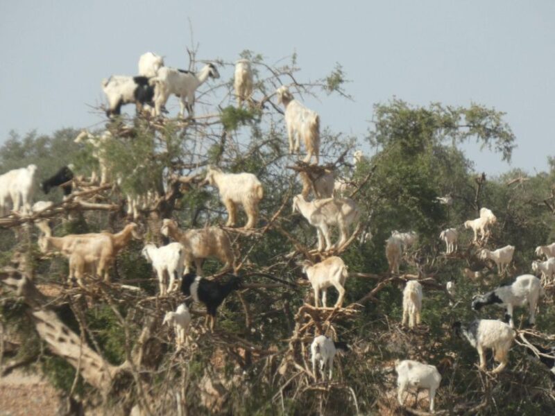 Essaouira Day Tour Starting From Marrakech - Included in the Tour
