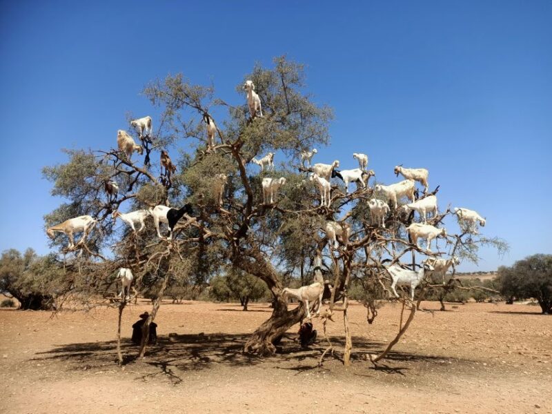 Essaouira Day Trip From Marrakech - Itinerary Highlights
