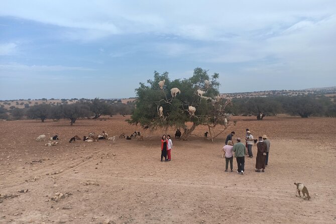 Essaouira Day Trip From Marrakech - Indulging in Local Cuisine