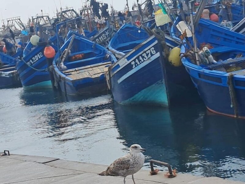 Essaouira Day Trip With Camel or Horse Ride - Transportation Details