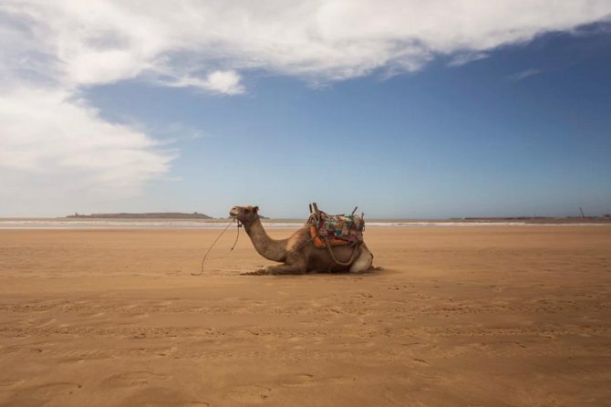 Essaouira Full Day Trip - Accessibility and Suitability