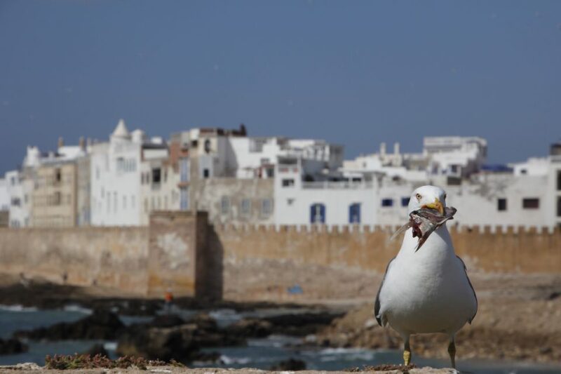 Essaouira Full Day Trip : From Marrakech - Participant Information