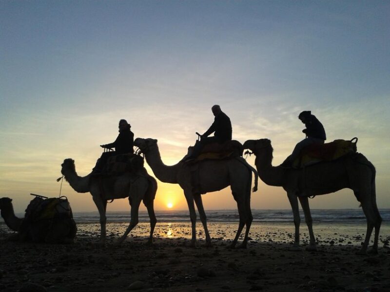 Essaouira: Guided 2-Hour Dromedary Riding With Sunset - Pick-up and Drop-off