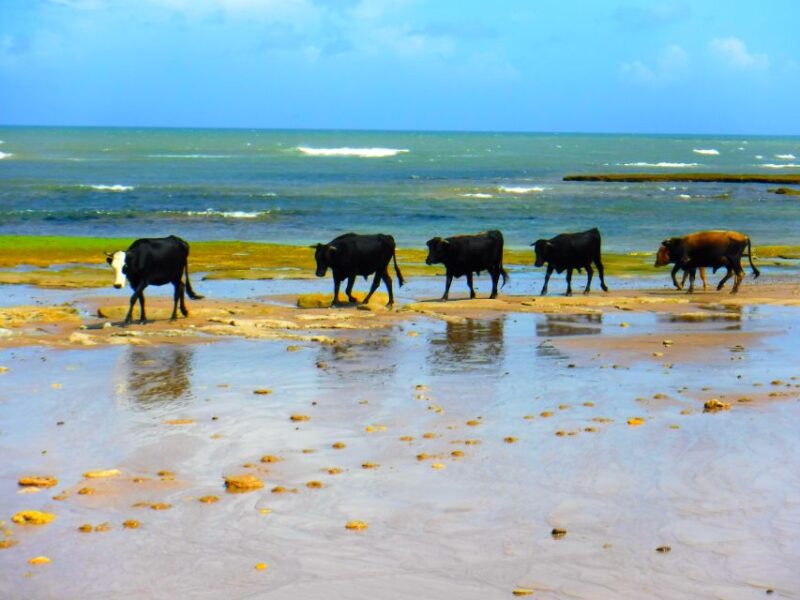 Essaouria: Beach & Big Dunes 2-Hour Quad Biking Tour - Key Points