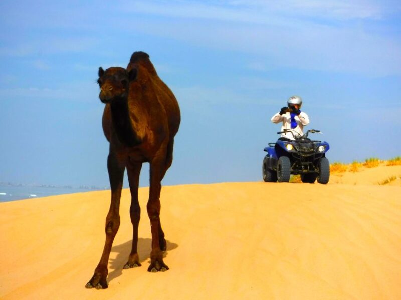 Essaouria: Beach & Big Dunes 2-Hour Quad Biking Tour - Quad Biking on Beaches and Dunes