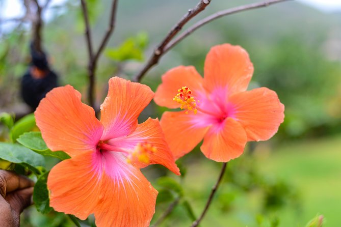 Essence of St Lucia Heritage Experience - Greenwood Terrace Stroll