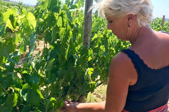 Essential Fertuna - Wine Tasting Experience