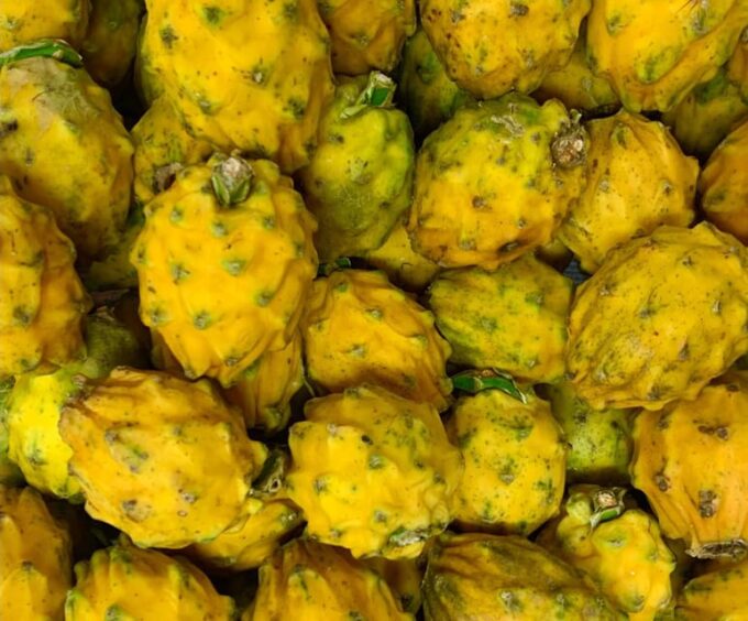 Essential Fruit Experience - Fruit Tasting Experiences