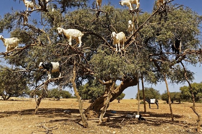 Essouira Full-Day Tour From Agadir With a Group - Highlight of the Tour