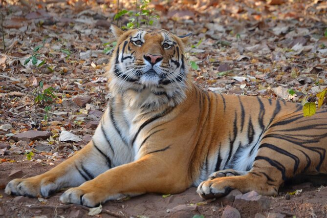 Estate of the Tiger & Temples - Key Points