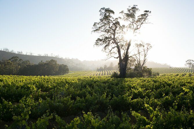 Estate Tour from Soil to Glass - A Closer Look at the Estate Tour from Soil to Glass