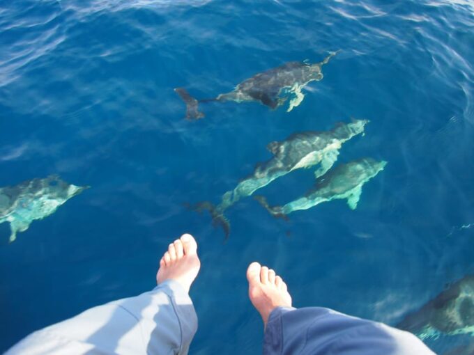 Estepona: Always Private - Sail - Dolphin Yacht Charter - Paddle - Group Size and Capacity