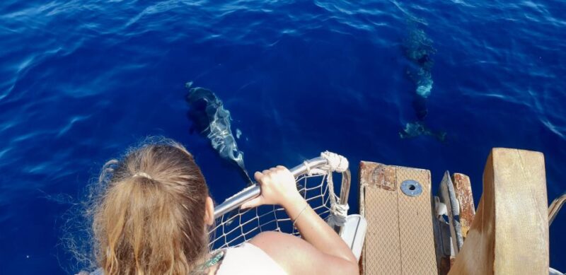 Estepona: Boat Trip Dolphin Search With Drink and Snacks - Itinerary and Highlights