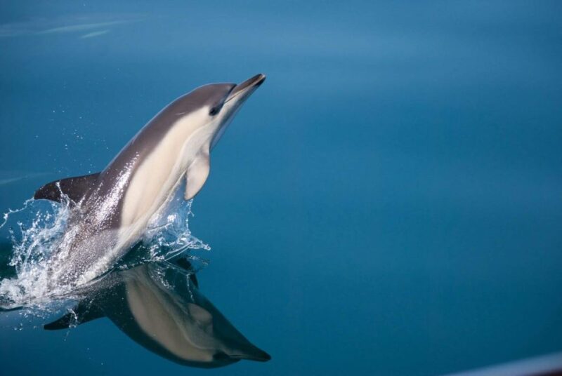 Estepona: Dolphin Watching Sailboat Cruise With Drink - Key Points