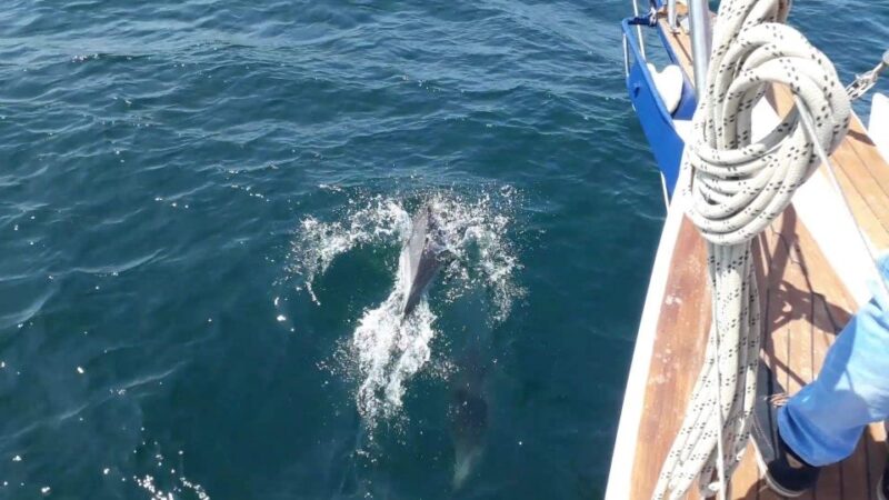 Estepona: Dolphin Watching Sailboat Cruise With Drink - Reasons to Book the Cruise