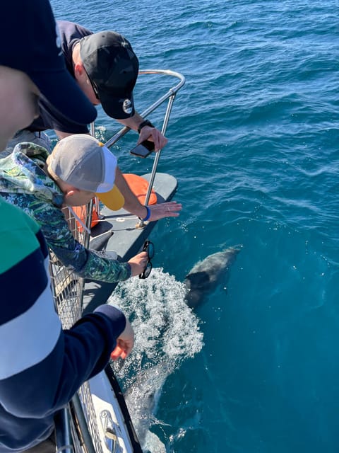 Estepona: Dolphins Searching Sea Cruise With Drink & Snacks - Itinerary and Highlights