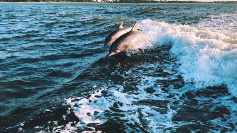 Estepona Sailing Experience: Boat Tour With Drinks & Picnic - Sailing Experience Overview