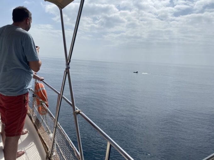 Estepona: Sea Cruise in Search of Dolphins/Drink & Snacks - Meeting Point and Pickup