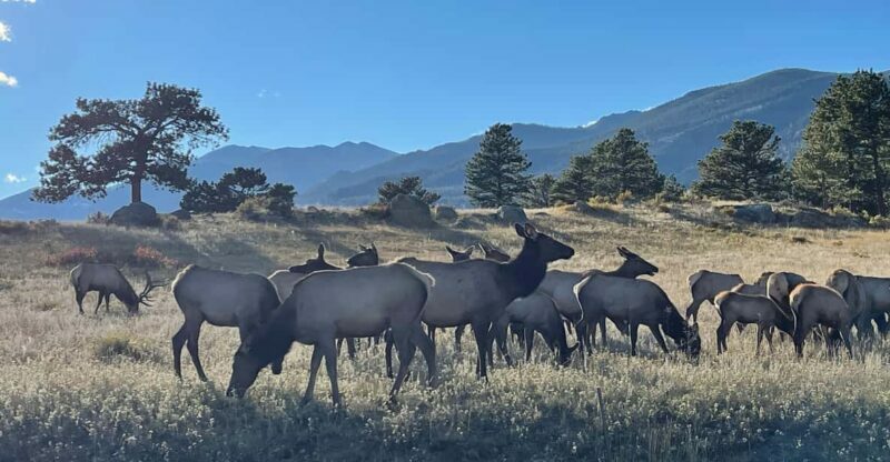 Estes Park: Guided Elk Rut Tour - Introduction: Why This Tour Might Be a Must-Do