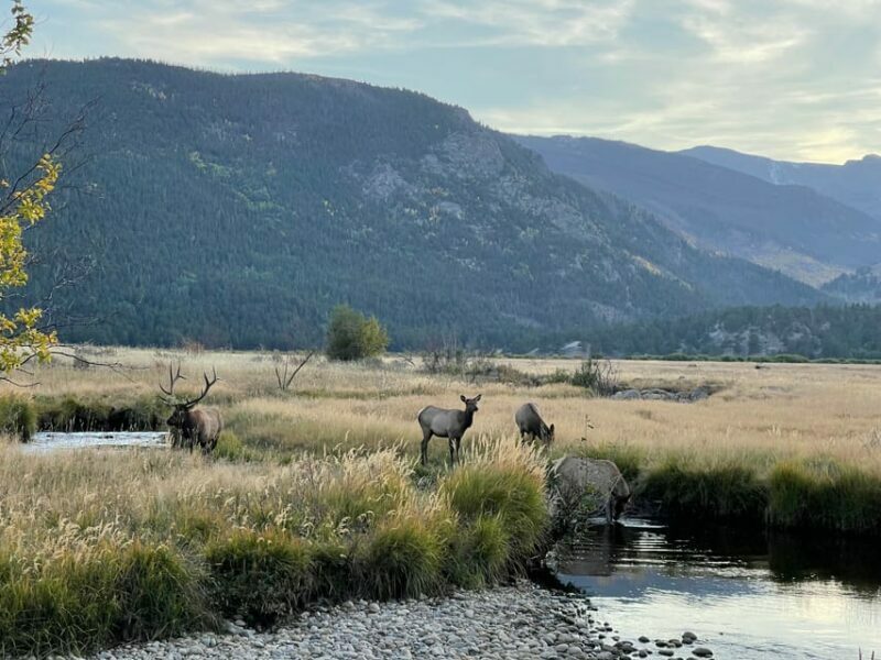 Estes Park: Guided Elk Rut Tour - The Value of the Experience