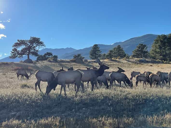 Estes Park: Guided Elk Rut Tour - Why You Should Consider This Tour