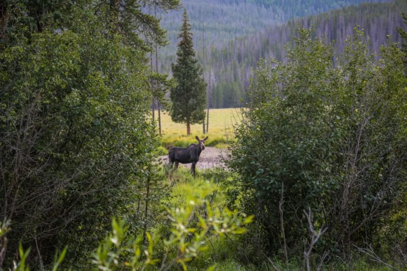 Estes Park: Rocky Mountain Full-Day Guided Tour - Customer Feedback
