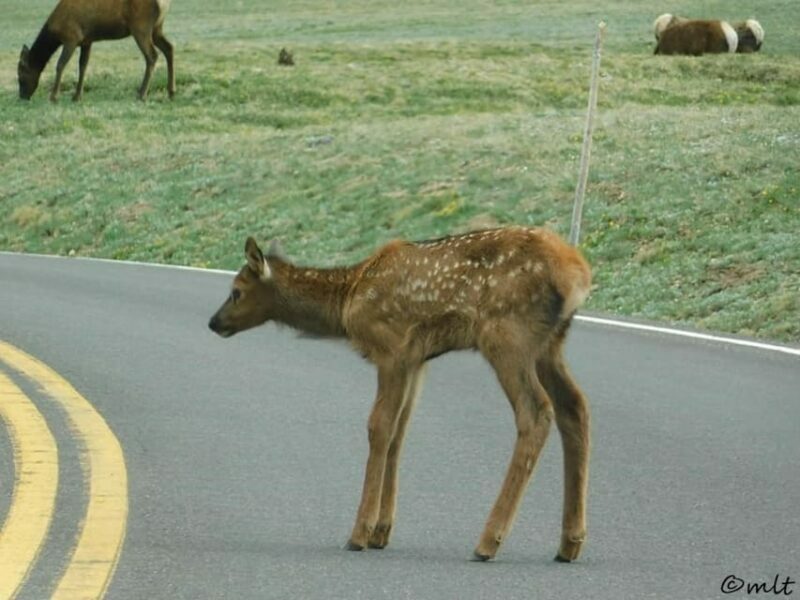 Estes Park: Rocky Mountain National Park Safari Tour - The Transportation and Timing