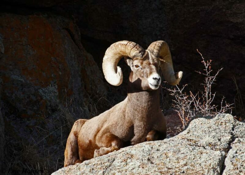 Estes Park: Rocky Mountain Winter Safari Tour - Value & Cost Considerations