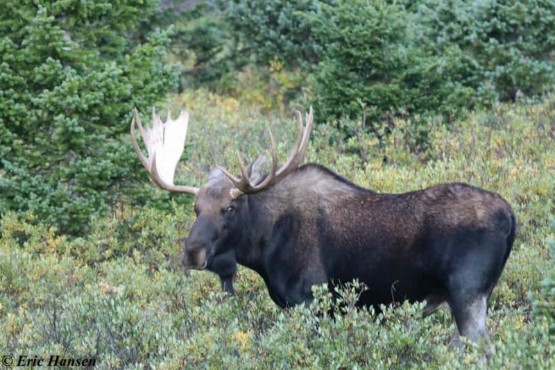 Estes Park: Rocky Mountain Winter Safari Tour - Final Thoughts